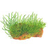 Stringy moss | Plantas de Acuario Tropica | Acuario Plantado