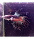 Betta selecto N63 | Pez betta especial | Acuario Plantado