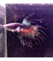 Betta Macho Selecto Nº63