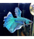 Pez de acuario Betta Halfmoon selecto Thai