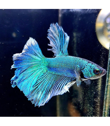 Pez de acuario Betta Halfmoon selecto Thai