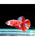 Pez de acuario Betta Halfmoon selecto Thai