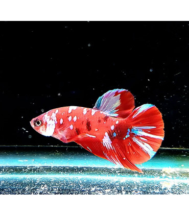 Pez de acuario Betta Halfmoon selecto Thai