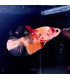 Pez de acuario Betta Halfmoon selecto Thai