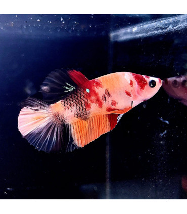 Pez de acuario Betta Halfmoon selecto Thai