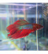 Pez de acuario Betta Halfmoon selecto Thai