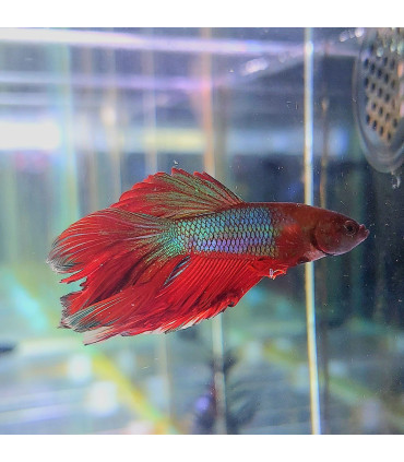 Pez de acuario Betta Halfmoon selecto Thai