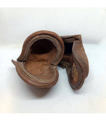 Sterculia Pod | Botánicos de acuario | Acuario Plantado