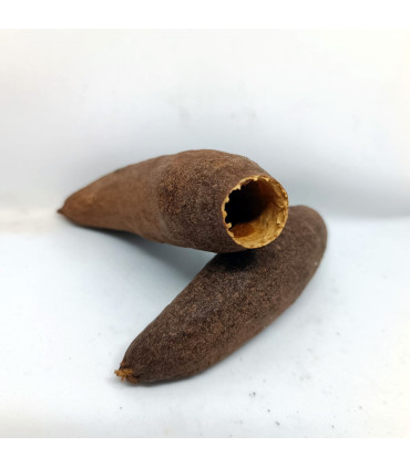 Cariniana Pod | Botânico de aquário | Acuario Plantado