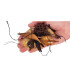 Wio Everglades 2kg | Lecho biotopo rio bosque | Acuario Plantado