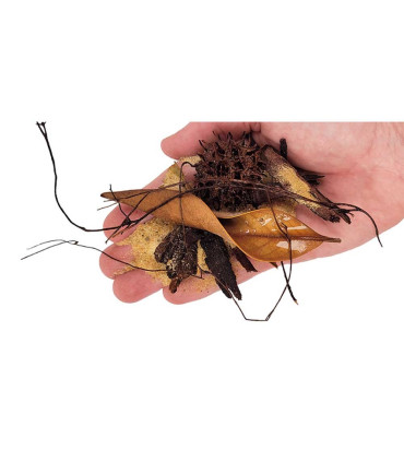 Wio Everglades 2kg | Lecho biotopo rio bosque | Acuario Plantado