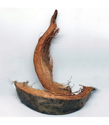 Casca de Coco | Botânico de aquário | Acuario Plantado