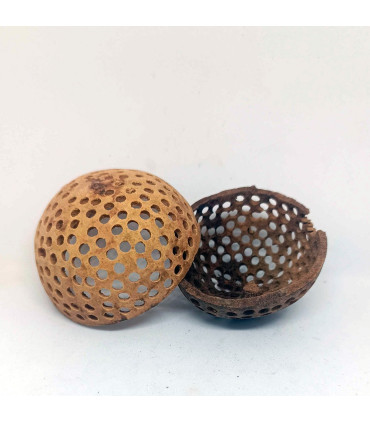 Shrimp coco Cheese | Botánicos de acuario | Acuario Plantado