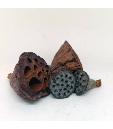 Nano Lotus | Botánicos de acuario | Acuario Plantado