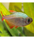 Tetra colombiano | Peixes de Aquário | Acuario Plantado