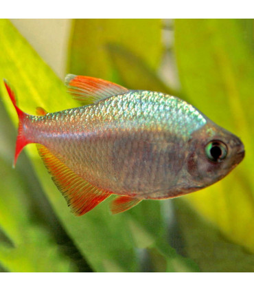 Tetra colombiano | Peixes de Aquário | Acuario Plantado