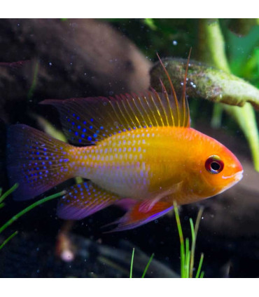 Peixe Ramirezi Red Gold | Mikrogeophagus Ramirezi | Acuario Plantado