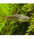Gourami Pigmeo | Comprar Gourami | Acuario Plantado