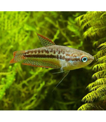 Gourami Pigmeo | Comprar Gourami | Acuario Plantado