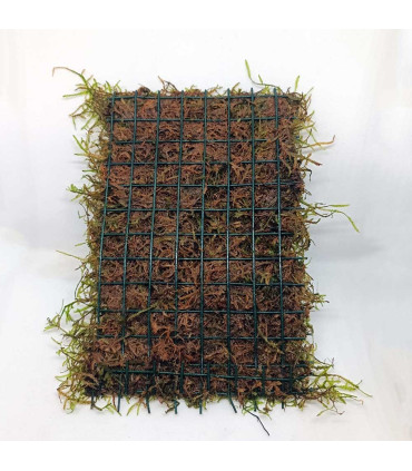 Malla de musgo de Java para acuarios, ideal para dejar sobre sustrato.