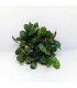 Plantas de acuario | Bucephalandra surtida en malla