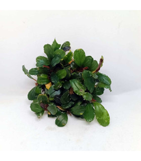 Plantas de acuario | Bucephalandra surtida en malla