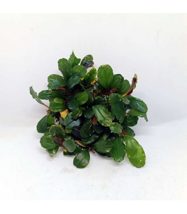 Plantas de acuario | Bucephalandra surtida en malla