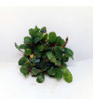 Malha Bucephalandra sortido