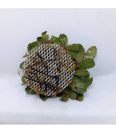 Plantas de acuario | Bucephalandra surtida en malla