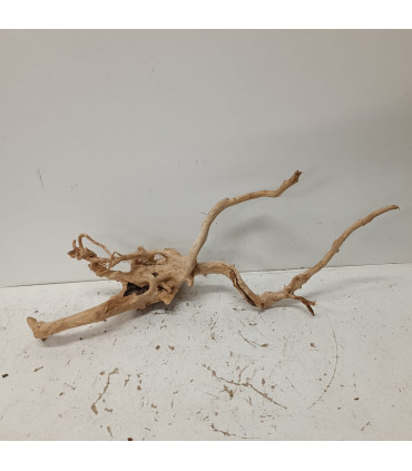 Raiz Roja para acuario | Red moore 1204 | Acuario Plantado