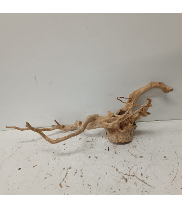 Raiz Roja para acuario | Red moore 1204 | Acuario Plantado