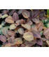Plantas de acuario Lagenandra red