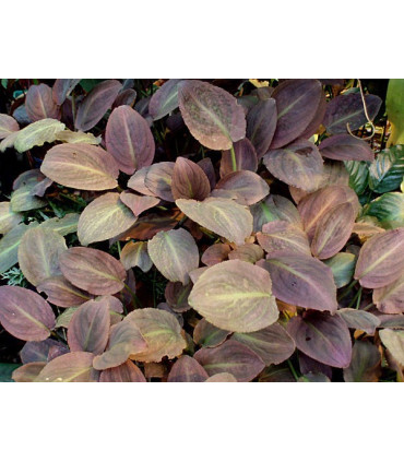 Plantas de acuario Lagenandra red