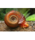 Caracoles acuario planorbis