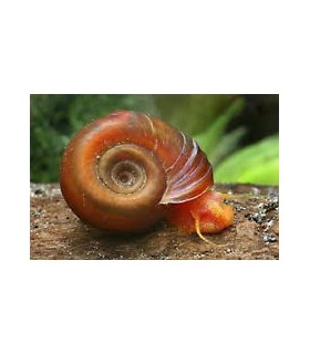 Caracol Planorbis Rojo