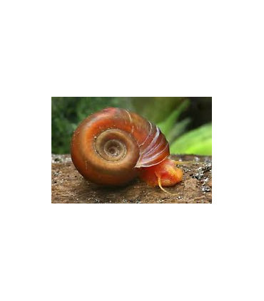 Caracoles acuario planorbis