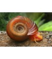 Caracol Planorbis Rojo