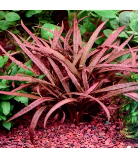 Cryptocoryne Pink Panther