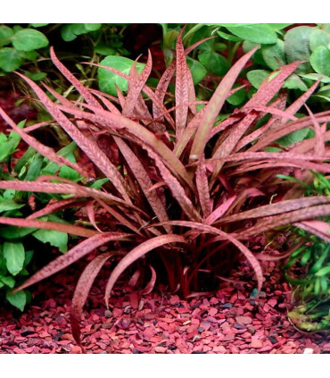 Cryptocoryne pink panther | Plantas de acuario| Acuario Plantado