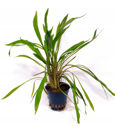 Cryptocoryne pink panther | Plantas de acuario| Acuario Plantado