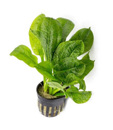 Echinodorus Parviflorus | Plantas de acuario | Acuario Plantado