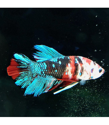 Betta selecto N134 | Pez betta especial | Acuario Plantado