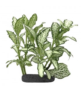 Fittonia sp. Green