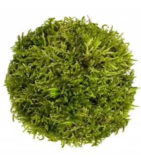 Hypnum Moss
