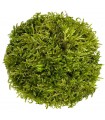 Hypnum Moss