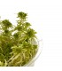 Sphagnum Moss