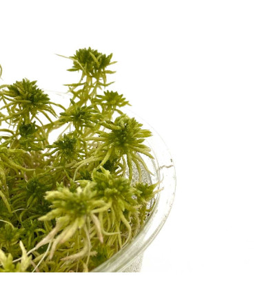 Sphagnum Moss | Plantas emergentes e de terrário| Acuario Plantado
