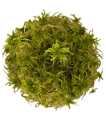 Sphagnum Moss | Plantas emergentes e de terrário| Acuario Plantado