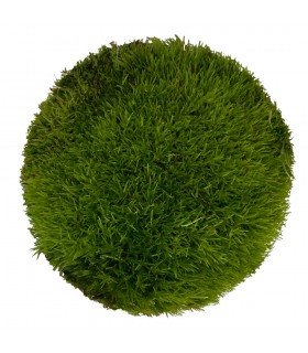 Cushion Moss