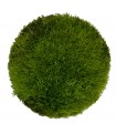 Cushion Moss